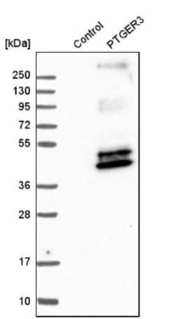 PTGER3 Antibody, Novus Biologicals:Antibodies:Primary Antibodies